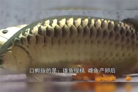 龍魚的卵生過程是一個復雜而獨特的繁殖方式，涉及到多個階段和細節（魚的卵生過程是怎樣的？）