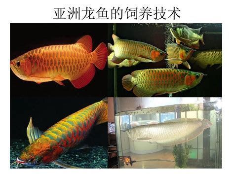 哪些品種的龍魚適合喂食蚯蚓（什么品種的龍魚適合喂蚯蚓） 哪些品種的龍魚適合喂食蚯蚓（什么品種的龍魚適合喂蚯蚓） 龍魚百科 第1張