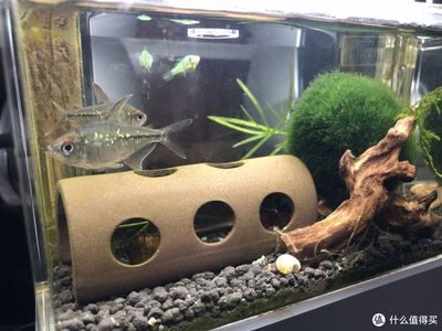 龍魚虎魚混養打架怎么辦（龍魚和虎魚一起養的風水）