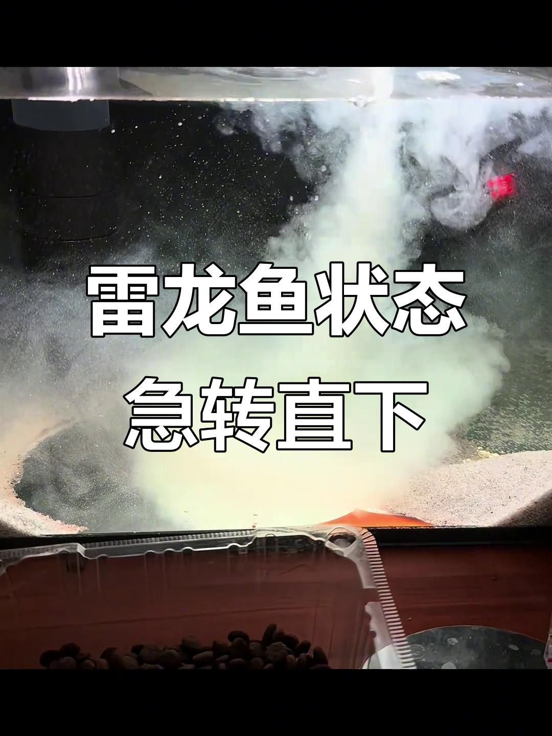 龍魚嘴唇白好還是白好，龍魚嘴唇顏色與其品質或健康狀態的關系（龍魚嘴唇白好還是白好，龍魚嘴唇白需要換水嗎？）