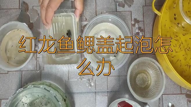 龍魚鰓蓋起泡怎么辦龍魚鰓蓋起泡怎么辦（龍魚得了水泡病怎么辦）