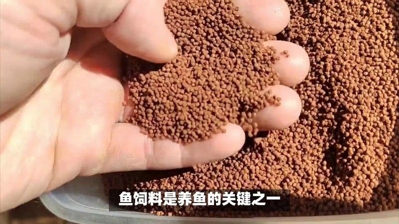 自制魚飼料配方和注意事項，（自制魚飼料最佳配方）