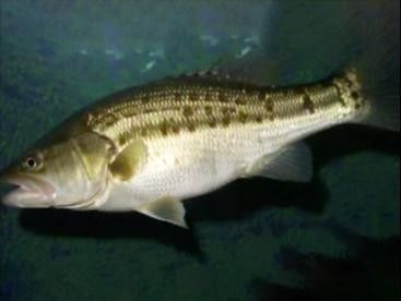 自制魚飼料配方和注意事項，（自制魚飼料最佳配方）