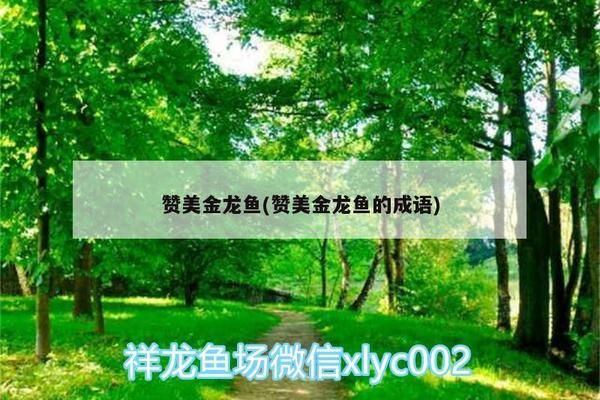 龍魚(yú)身上出現(xiàn)小白點(diǎn)，龍魚(yú)可能會(huì)出現(xiàn)小白點(diǎn)，可能會(huì)出現(xiàn)小白點(diǎn)（龍魚(yú)疾病有哪些癥狀？）