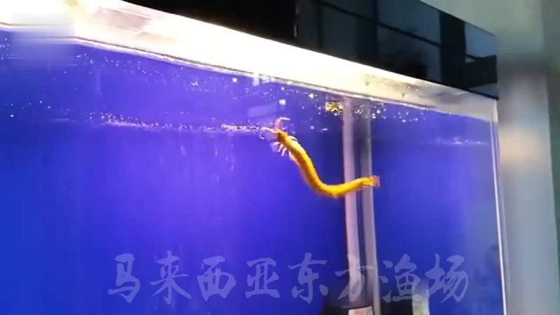 金龍魚苗多少錢一只（eyezoo金龍魚苗價格eyezoo金龍魚苗多少錢一只鹿娛星球） 金龍魚苗多少錢一只（eyezoo金龍魚苗價格eyezoo金龍魚苗多少錢一只鹿娛星球） 觀賞魚百科 第5張