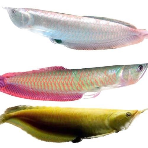 彩銀龍魚和銀龍魚的區別（七彩銀龍魚和銀龍魚有什么區別？）