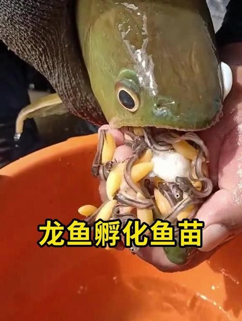 龍魚魚苗高清大圖展示龍魚魚苗高清大圖展示（龍魚魚苗的高清圖片，包括高清大圖）