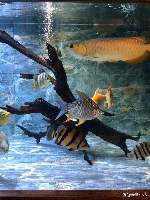 龍魚太難養做好這4點龍魚混養也沒事草缸養魚蝦（南岔龍魚太難養做好這4點龍魚混養也沒事草缸養魚蝦） 龍魚太難養做好這4點龍魚混養也沒事草缸養魚蝦（南岔龍魚太難養做好這4點龍魚混養也沒事草缸養魚蝦） 觀賞魚百科 第6張