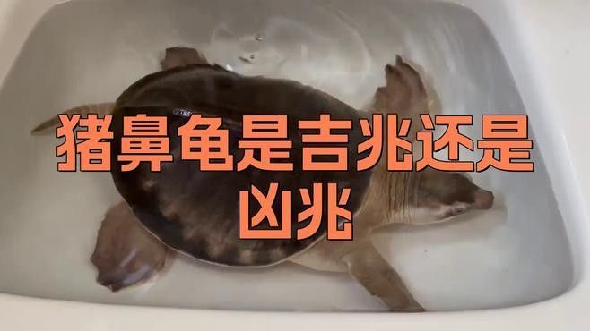 豬鼻龜的寓意和象征可從以下幾個方面解析豬鼻龜的寓意和象征（豬鼻龜是兇龜還是吉龜劇劇樂聽）