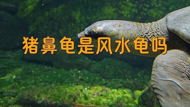 豬鼻龜的寓意和象征可從以下幾個方面解析豬鼻龜的寓意和象征（豬鼻龜是兇龜還是吉龜劇劇樂聽）