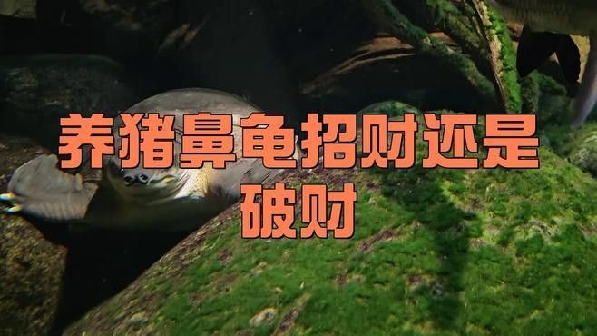 豬鼻龜?shù)脑⒁夂拖笳骺蓮囊韵聨讉€(gè)方面解析豬鼻龜?shù)脑⒁夂拖笳鳎ㄘi鼻龜是兇龜還是吉龜劇劇樂(lè)聽(tīng)）
