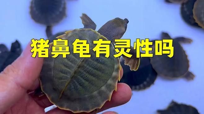 豬鼻龜?shù)脑⒁夂拖笳骺蓮囊韵聨讉€(gè)方面解析豬鼻龜?shù)脑⒁夂拖笳鳎ㄘi鼻龜是兇龜還是吉龜劇劇樂(lè)聽(tīng)）