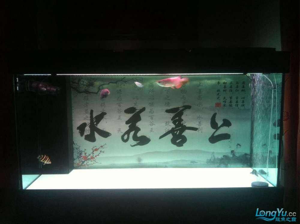水清魚靚，超正，魚友週創嘉說水清魚靚，魚友龍兒乖乖說進來欣賞一下（2015年偶然的機會買了一條銀龍，現在已經熬過了新手期）