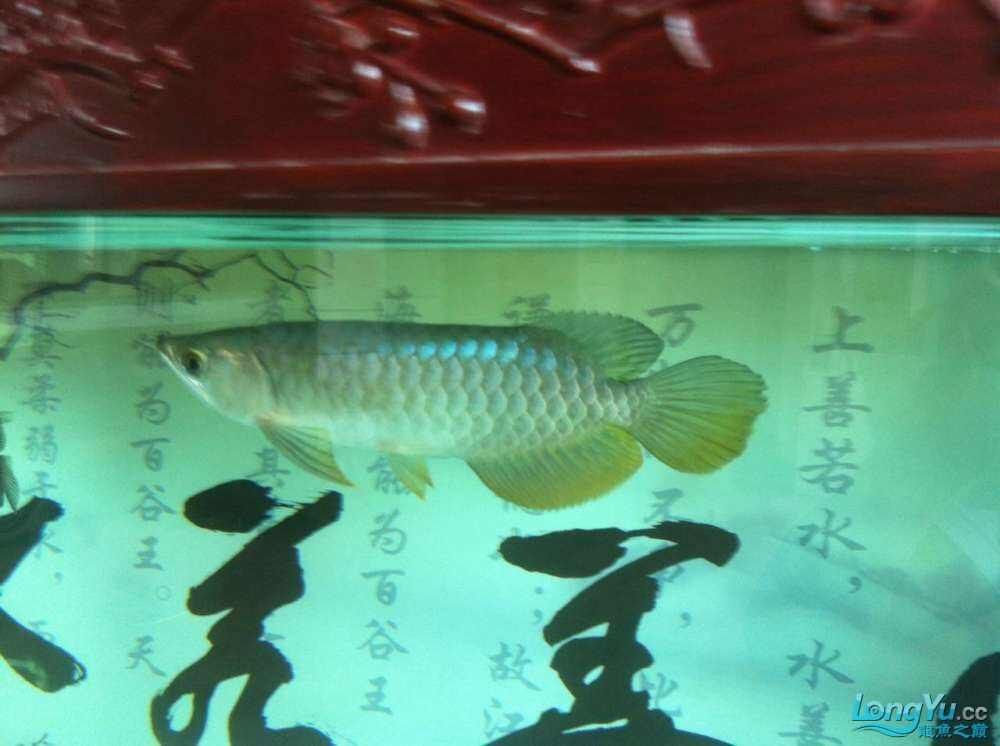 水清魚靚，超正，魚友週創嘉說水清魚靚，魚友龍兒乖乖說進來欣賞一下（2015年偶然的機會買了一條銀龍，現在已經熬過了新手期）