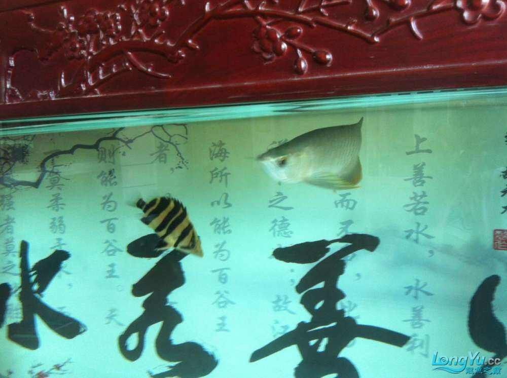 水清魚靚，超正，魚友週創嘉說水清魚靚，魚友龍兒乖乖說進來欣賞一下（2015年偶然的機會買了一條銀龍，現在已經熬過了新手期）