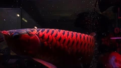 短身紅龍魚的飼養技巧有哪些？（短身紅龍魚與祥龍魚場的區別）