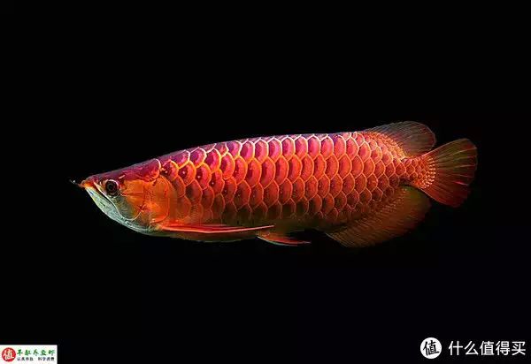 紅龍魚的發色過程是怎樣的？