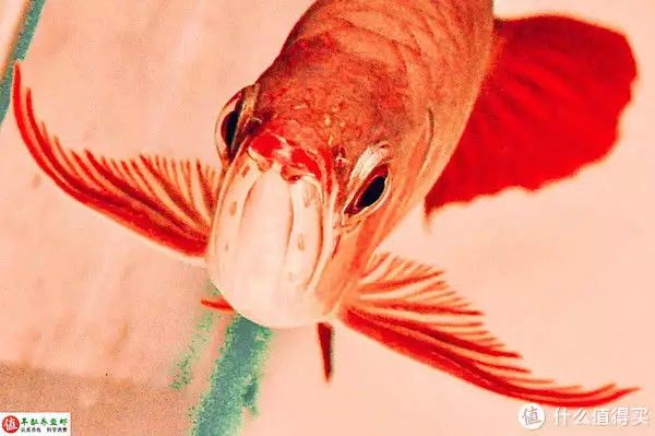 如何判斷金龍魚是否開始爬背，判斷金龍魚是否開始爬背是評估其健康狀況的重要指標之一 如何判斷金龍魚是否開始爬背，判斷金龍魚是否開始爬背是評估其健康狀況的重要指標之一 龍魚百科 第2張