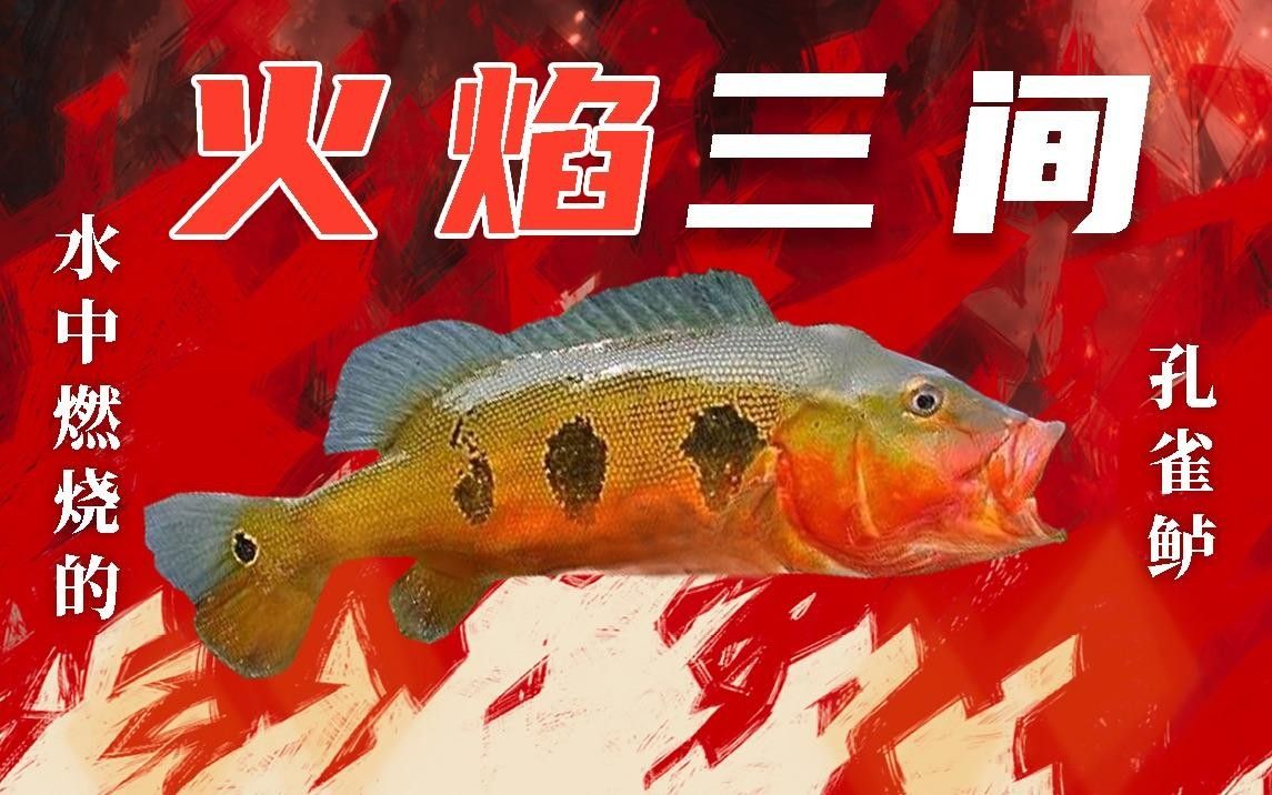 三間魚種類大全（三種常見的三間魚品種）