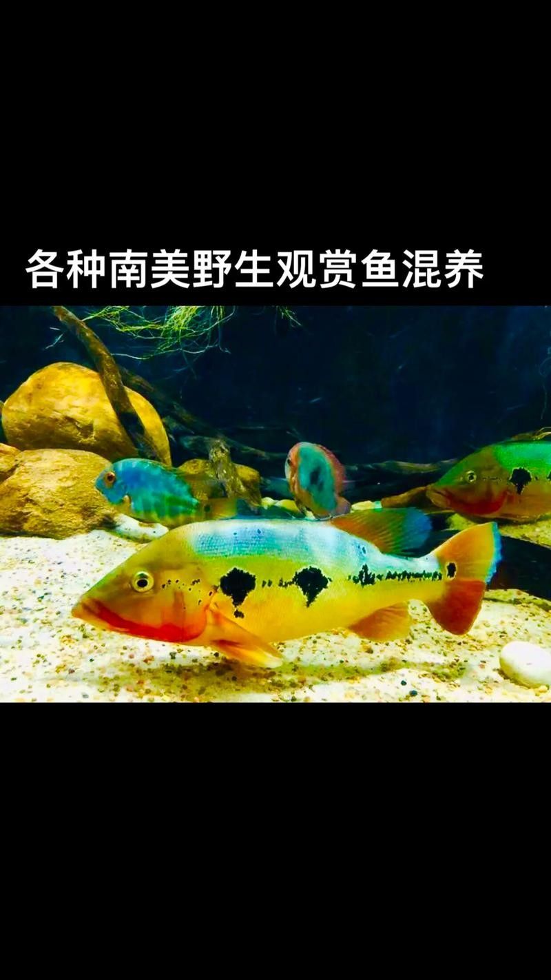 三間魚種類大全（三種常見的三間魚品種）