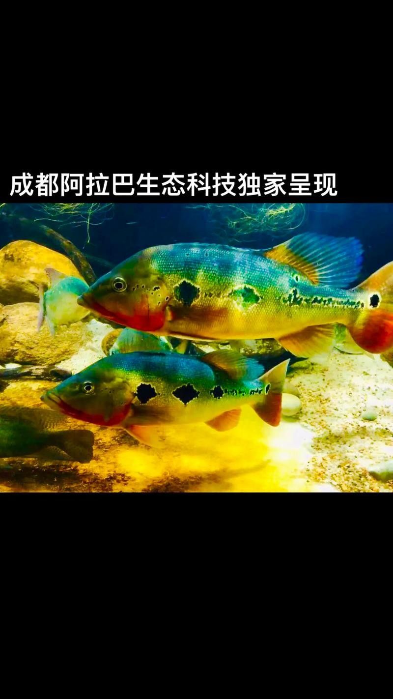 三間魚種類大全（三種常見的三間魚品種）