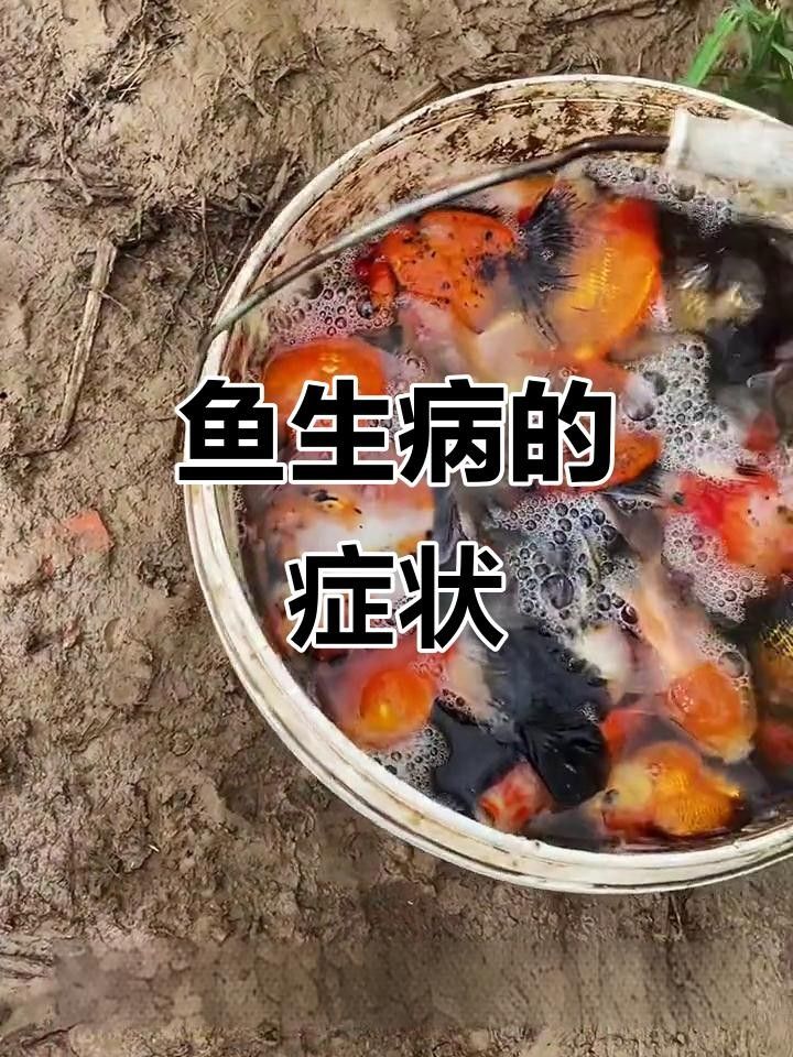 錦鯉常見的十大疾病及防治方法，快檢查你的魚中招了沒（觀賞魚生病的癥狀有9種之多）