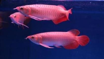 冬天魚缸里的水渾濁怎么辦（冬天魚缸中的水渾濁怎么辦）