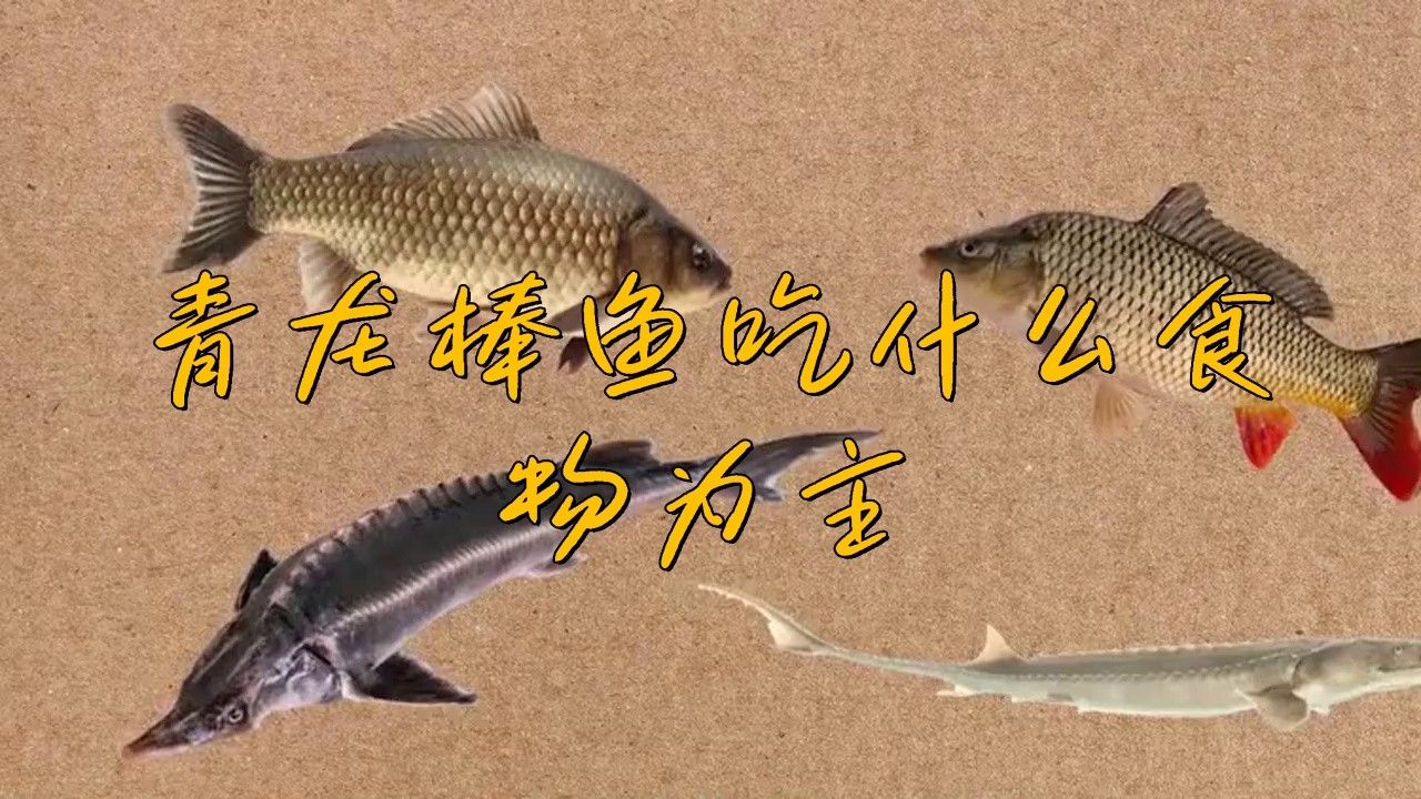 青龍棒魚在人工飼養(yǎng)時(shí)需要注意什么？（青龍棒魚吃什么食物）