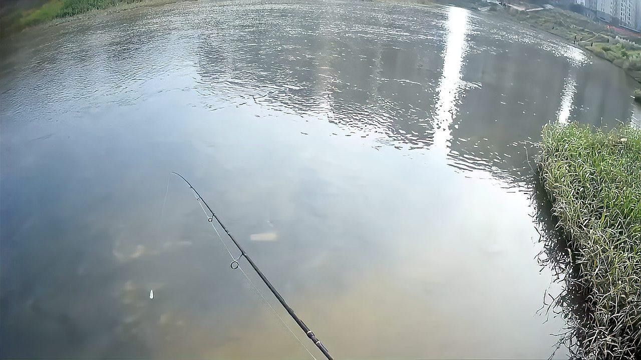 深圳坪山河公園發(fā)現(xiàn)巨物超大白條魚破紀錄超大白條魚破紀錄（坪山河公園解鎖新魚種，超大白條魚破紀錄！）