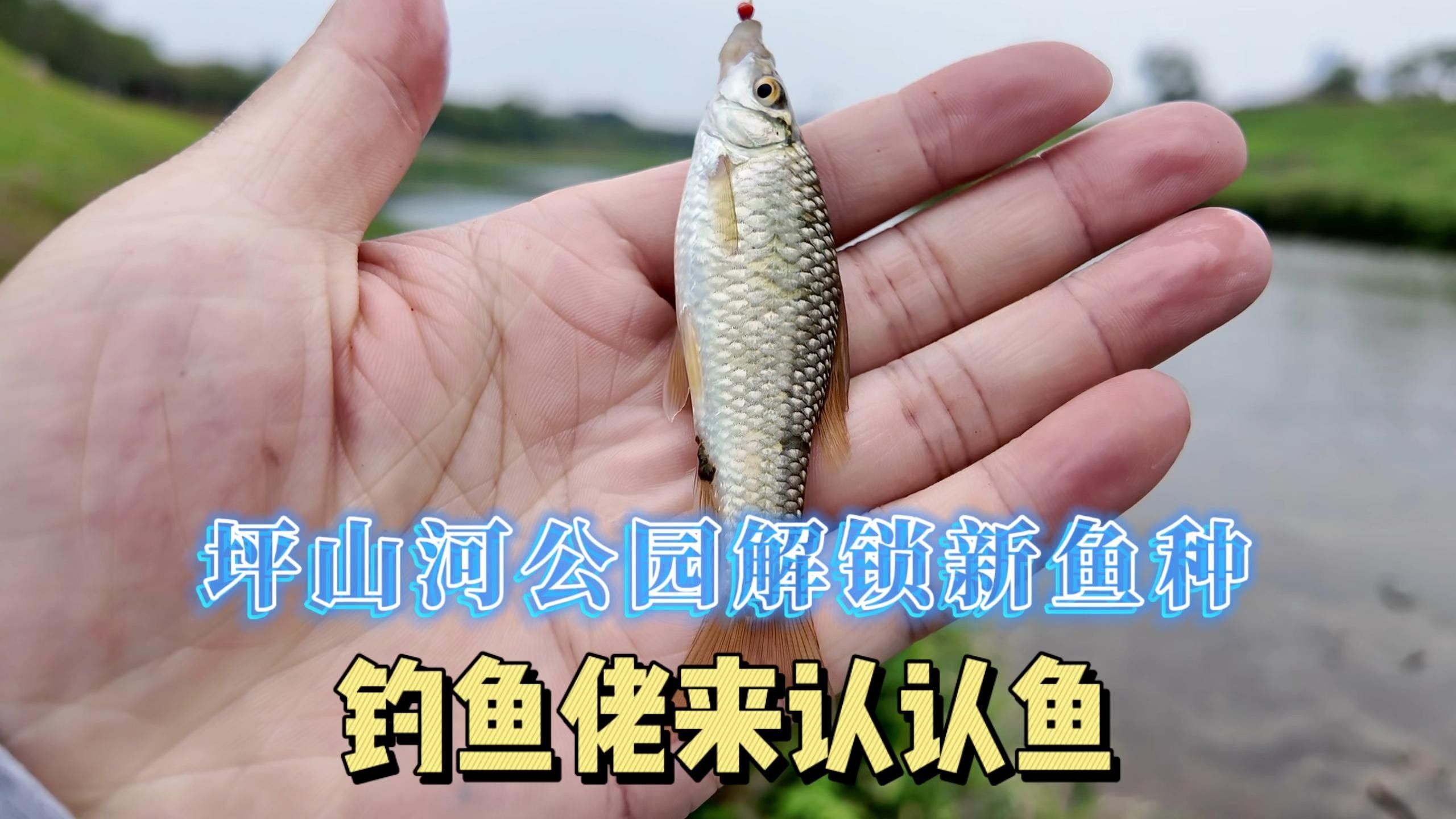 深圳<strong><mark>坪山</mark></strong>河公園發現巨物超大白條魚破紀錄超大白條魚破紀錄（<strong><mark>坪山</mark></strong>河公園解鎖新魚種，超大白條魚破紀錄！）