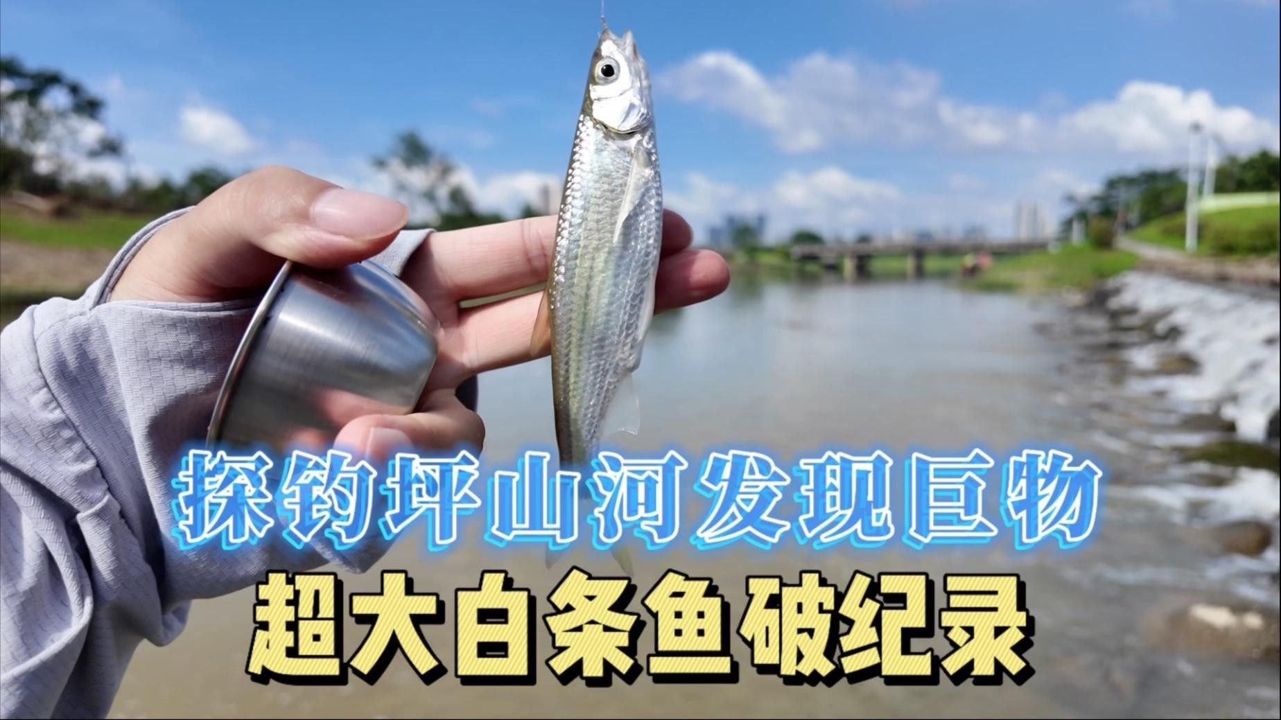 深圳坪山河公園發(fā)現(xiàn)巨物超大白條魚破紀錄超大白條魚破紀錄（坪山河公園解鎖新魚種，超大白條魚破紀錄！）