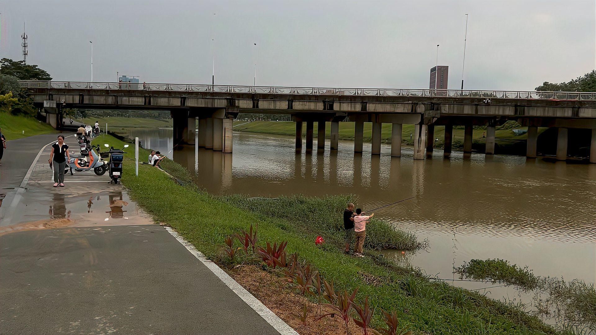 深圳坪山河公園發(fā)現(xiàn)巨物超大白條魚破紀錄超大白條魚破紀錄（坪山河公園解鎖新魚種，超大白條魚破紀錄！）