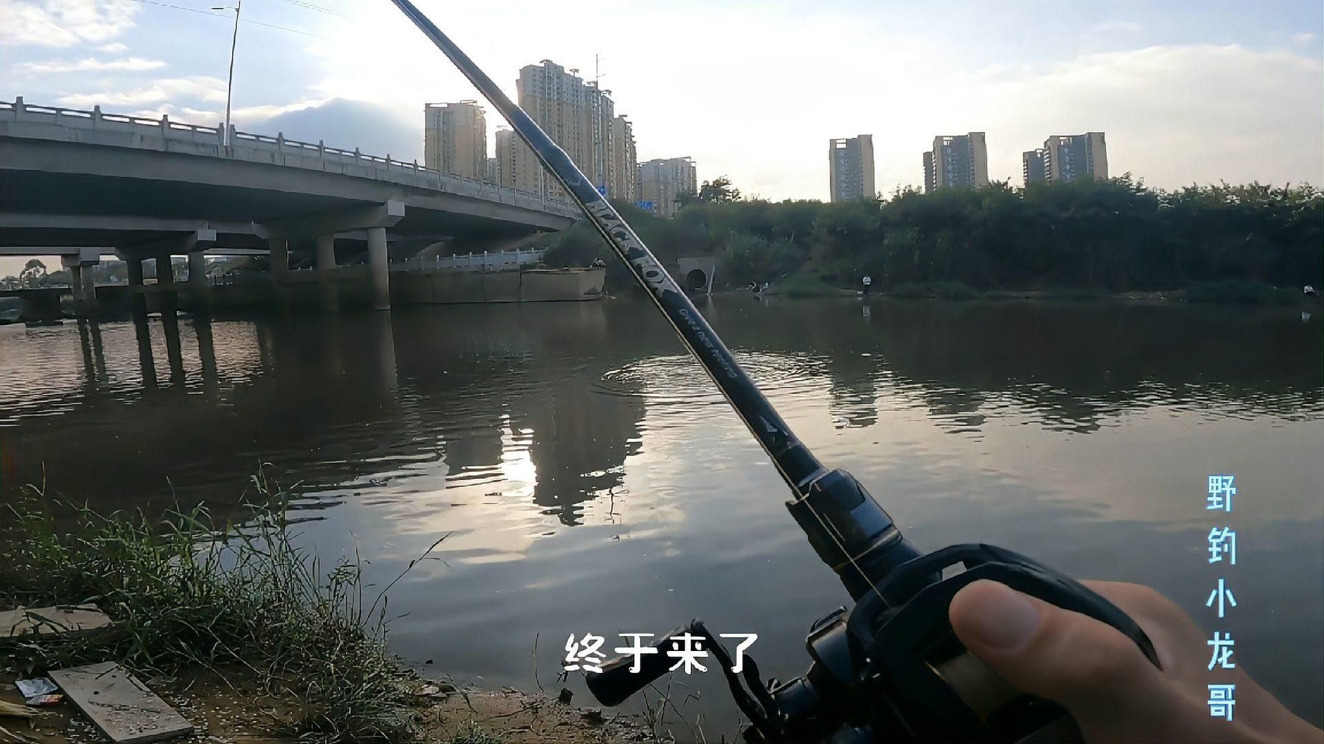 深圳坪山河公園發(fā)現(xiàn)巨物超大白條魚破紀錄超大白條魚破紀錄（坪山河公園解鎖新魚種，超大白條魚破紀錄！）