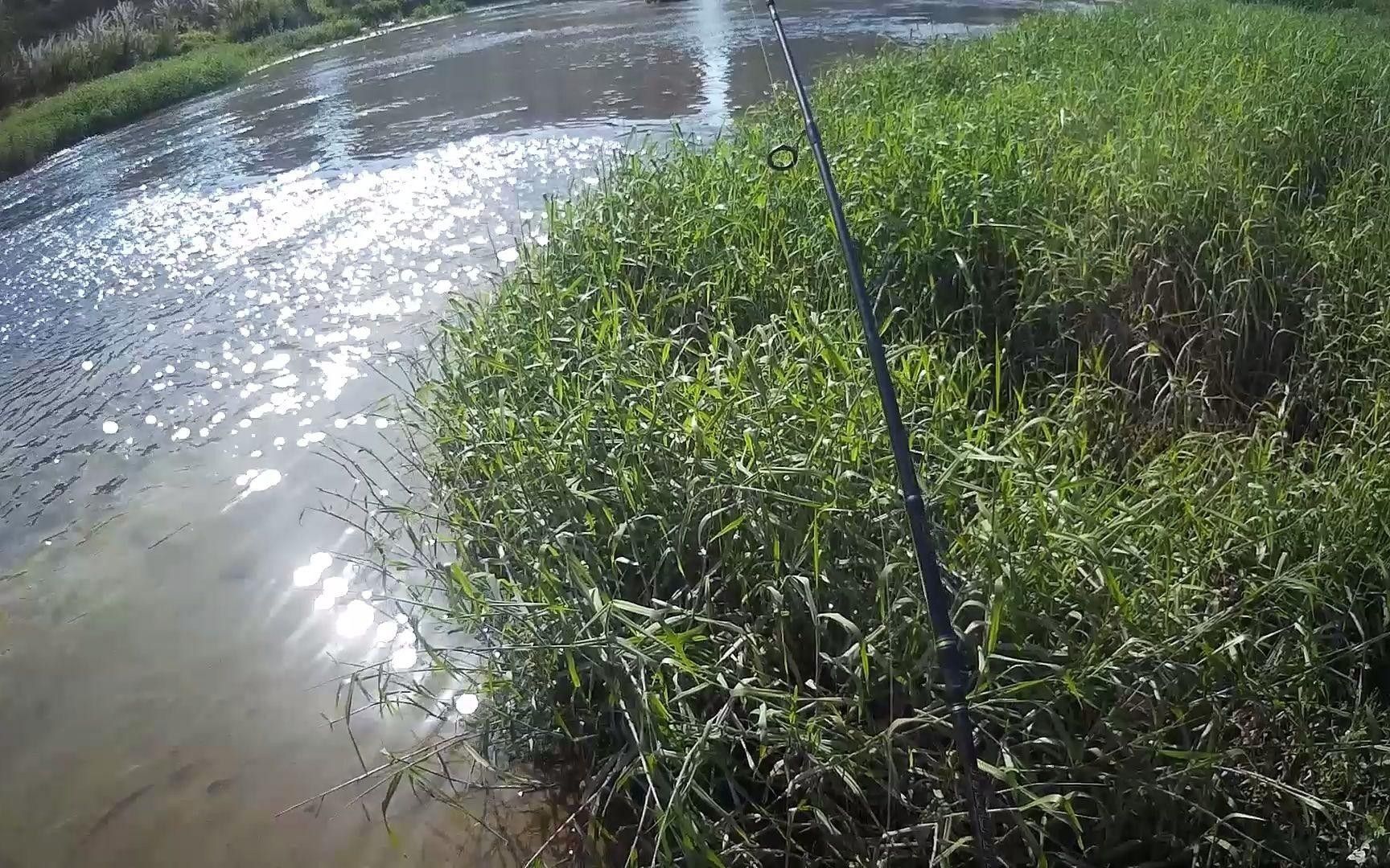 深圳坪山河公園發(fā)現(xiàn)巨物超大白條魚破紀錄超大白條魚破紀錄（坪山河公園解鎖新魚種，超大白條魚破紀錄！）