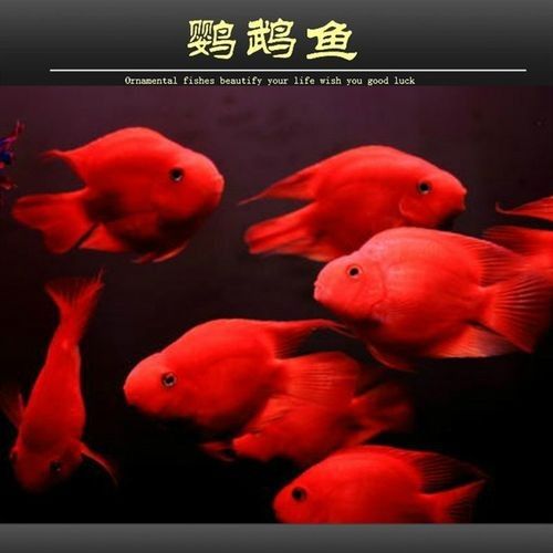 財神鸚鵡魚是否屬于雜牌子，財神鸚鵡魚的價格是多少（財神鸚鵡魚好養嗎財神鸚鵡魚好養嗎財神鸚鵡魚好養嗎）
