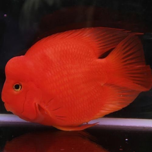 財神鸚鵡魚是否屬于雜牌子，財神鸚鵡魚的價格是多少（財神鸚鵡魚好養嗎財神鸚鵡魚好養嗎財神鸚鵡魚好養嗎）