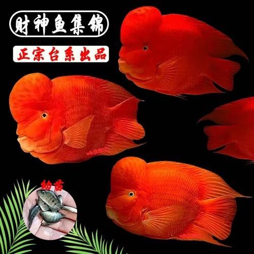 財神鸚鵡魚是否屬于雜牌子，財神鸚鵡魚的價格是多少（財神鸚鵡魚好養嗎財神鸚鵡魚好養嗎財神鸚鵡魚好養嗎）