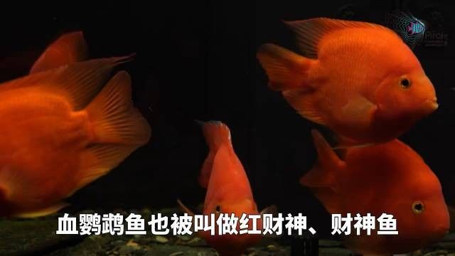 財神鸚鵡魚是否屬于雜牌子，財神鸚鵡魚的價格是多少（財神鸚鵡魚好養嗎財神鸚鵡魚好養嗎財神鸚鵡魚好養嗎）