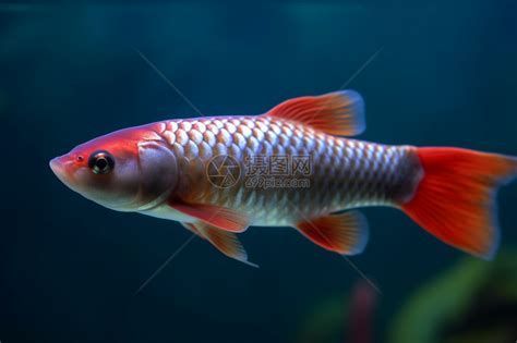 高清龍魚視頻資源推薦（探索高清龍魚視頻的奧秘）