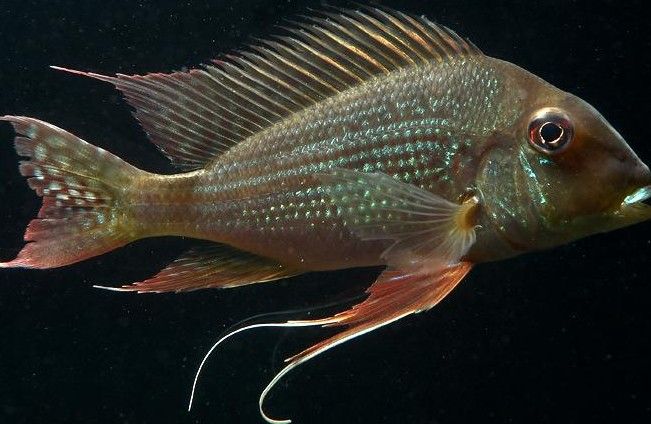 白子關刀魚需要底砂嗎（白子關刀魚是否需要底砂取決于養殖的具體環境和目的）