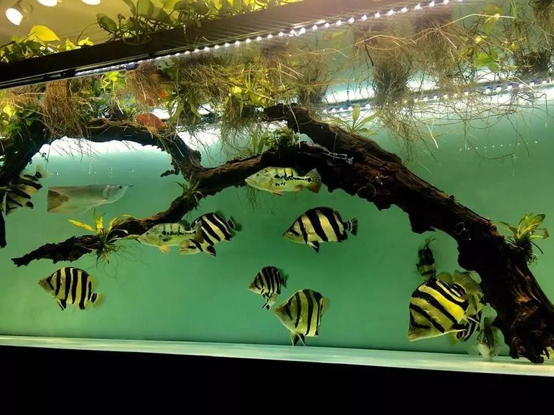 印尼虎魚苗常見的疾病包括以下三種癥狀和治療方法（印尼虎苗常見的疾病）