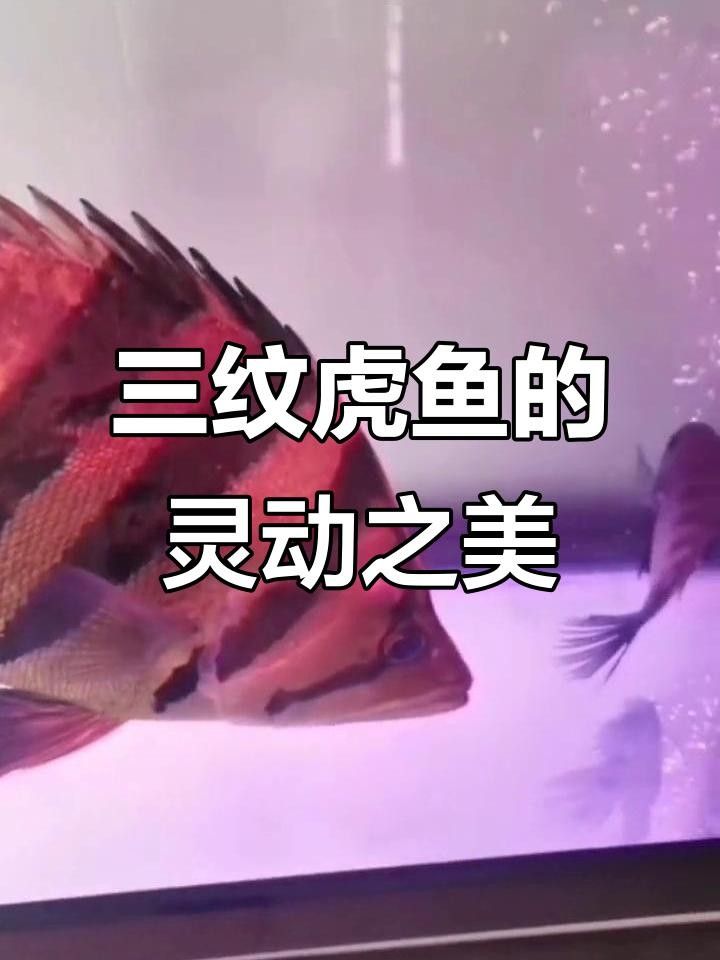 印尼虎魚苗常見的疾病包括以下三種癥狀和治療方法（<strong><mark>印尼虎苗</mark></strong>常見的疾病）