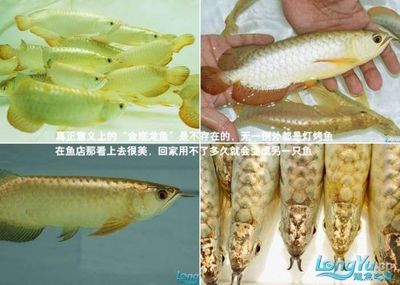 新堤珍奇水族箱館，讓人仿佛置身于一個神秘的水族世界（廣東深圳新堤珍奇水族箱館是一家以展示各種珍奇水族為主的水下世界）