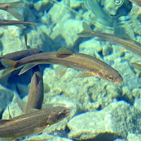 松潘龍魚，一種具有極高觀賞價值的古老淡水魚（“松潘裸鯉”是四川省重點保護的水生野生動物屬于鯉科裸鯉）