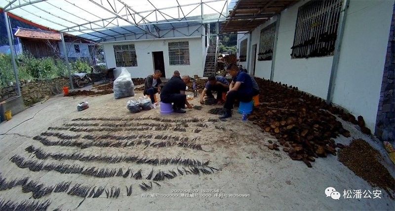 松潘龍魚，一種具有極高觀賞價值的古老淡水魚（“松潘裸鯉”是四川省重點保護的水生野生動物屬于鯉科裸鯉）