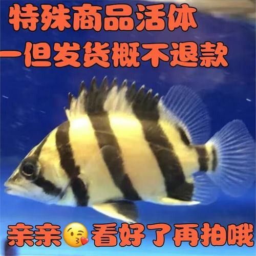 泰國虎品牌