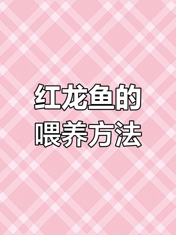 山陽紅龍魚飼養基礎與喂食技巧分享知乎紅龍魚的養魚入門級教程（山陽紅龍魚的飼養技巧）