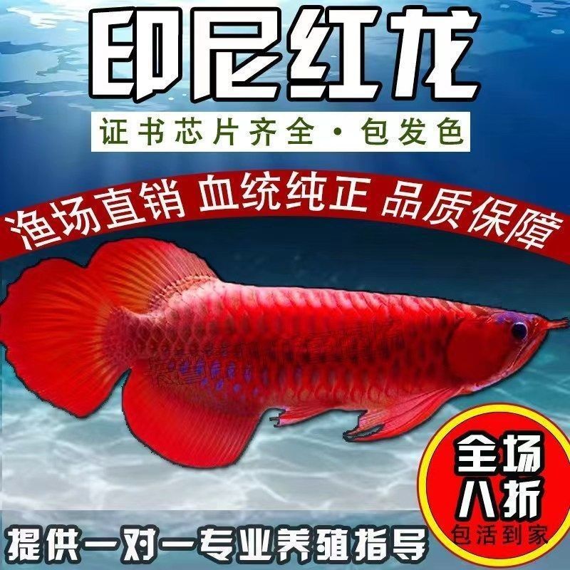 印尼大湖魚高端品種推薦印尼大湖魚的高端品種推薦（印尼大湖魚是什么？）