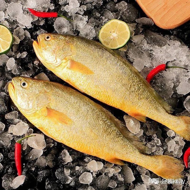 福建男子釣魚發現野生龍魚，網友：壓根不值錢貍貓之一（淮陽龍魚有哪些特征？）