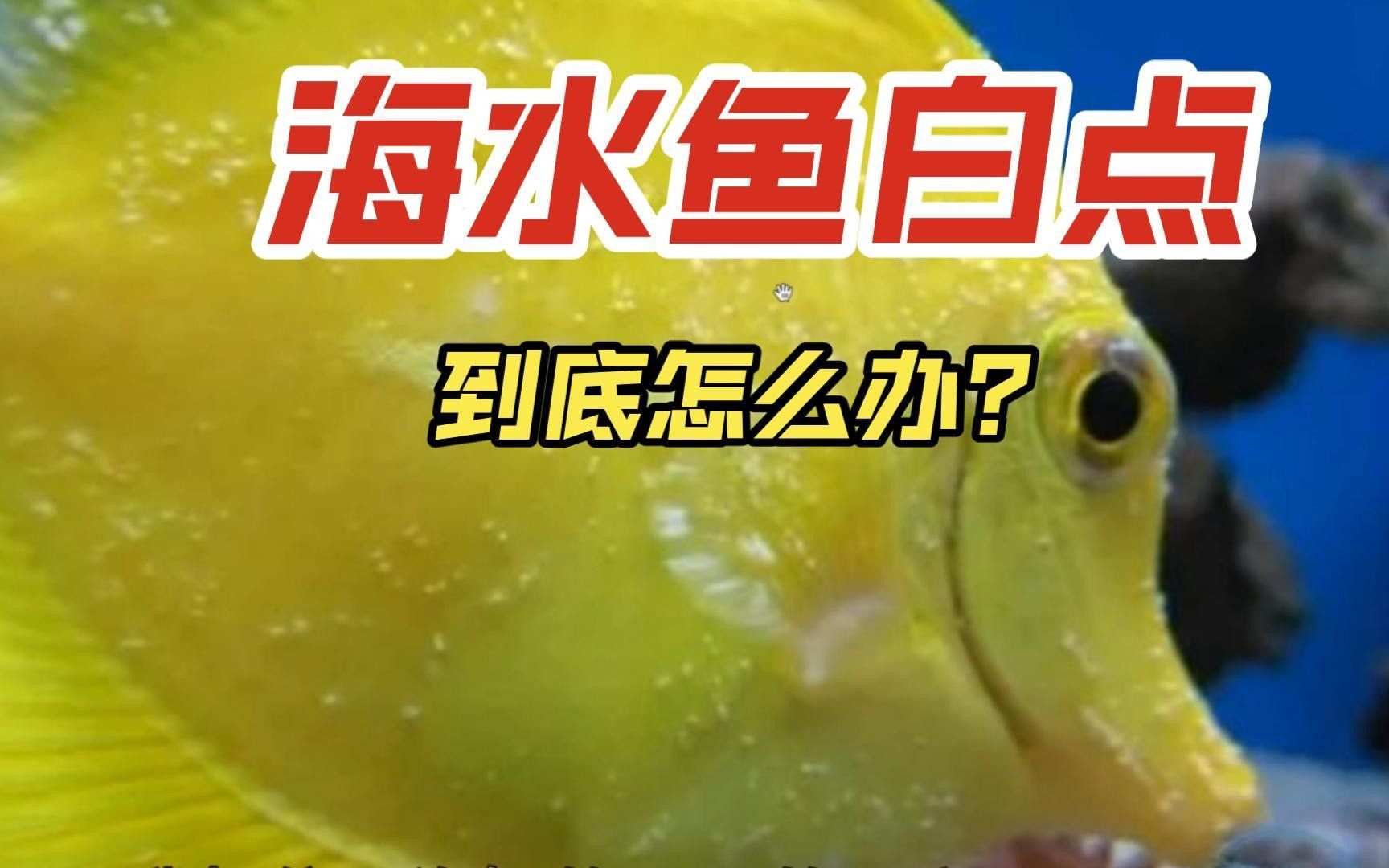 海缸海水魚疾病識(shí)別指南（上）-7種點(diǎn)狀疾病嗶哩嗶哩（海水魚常見(jiàn)疾病與應(yīng)對(duì)方法海缸海水魚疾病識(shí)別指南）